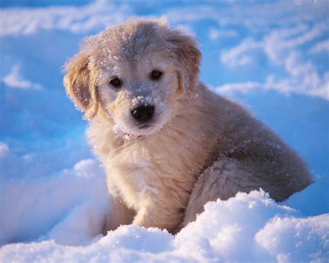 Im So Cold Cute Dogs And Puppies Baby Dogs I Love Dogs Pet Dogs