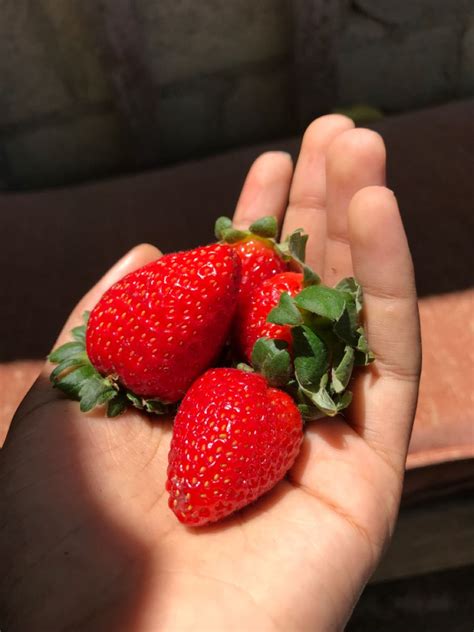 Strawberry ️ Strawberry Pins