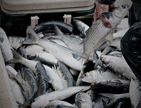 Maybe you would like to learn more about one of these? Long Seng Enterprise Sdn Bhd | Fresh and Frozen Seafood ...