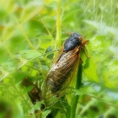 Return of the Zombie Cicadas: Manipulative Qualities of ...
