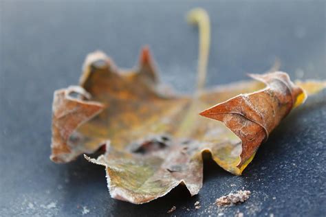 Frosted Leaf Photograph By Adonis Pointer Frost Pointers Leaves