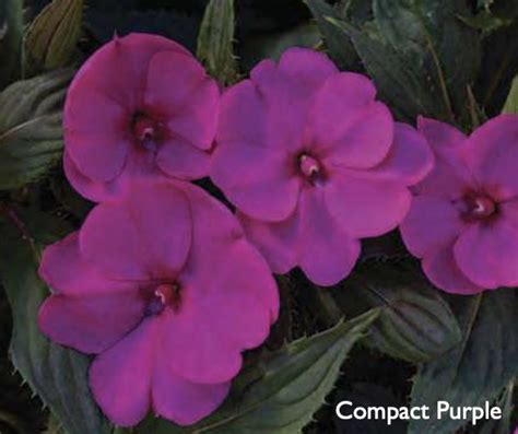 Impatiens Sunpatiens Compact Purple Modern Homestead Home Garden