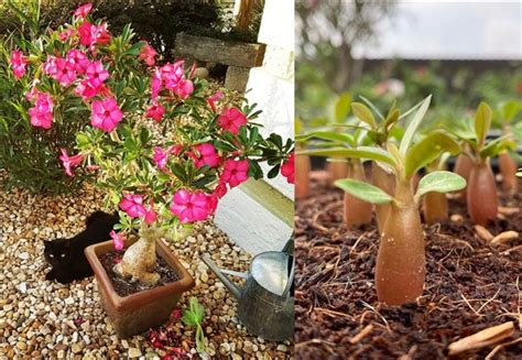Desert Rose Adenium Obesum Care And Growing Guide