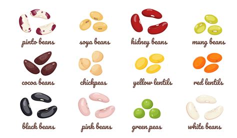 Legumes With Different Types Of Beans Vector Set Of Lentil Seeds Chickpeas Green Peas Cocoa