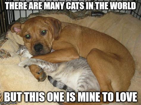25 Cutest Cuddle Memes