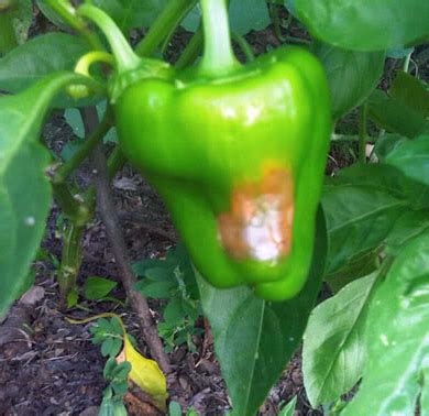 Why Are My Bell Peppers Rotting Blog Growjoy
