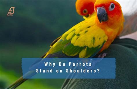Why Do Parrots Stand On Shoulders Surprising Reasons 2023