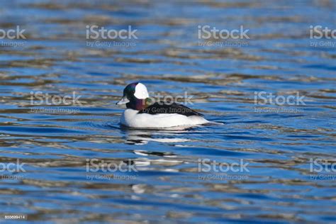 Male Bufflehead Duck In The Water Stock Photo Download Image Now