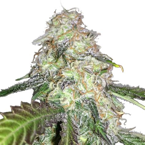 Lsd Seeds Cannabis Seeds Canada