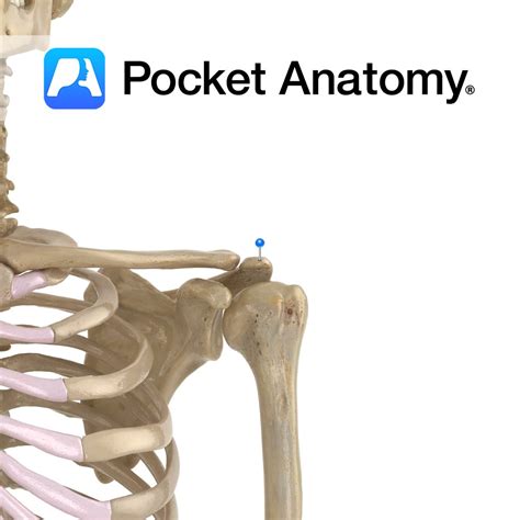 Scapula Acromion Pocket Anatomy