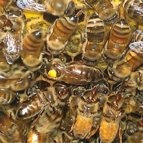 Russian Queen Bees The Honey Exchange