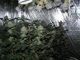 Pictures of Stealth Marijuana Grow