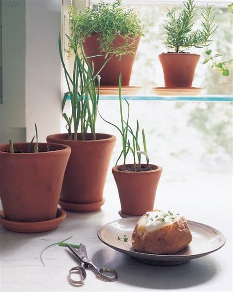 What To Grow In Your Balcony Vegetable Garden Growing Garlic Grow