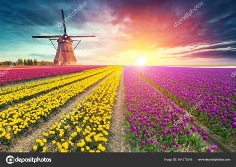 Traditional Netherlands Holland Dutch Scenery With One Typical Windmill