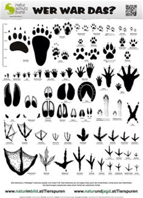 54 kostenlose bilder zum thema tierspur. animal tracks coloring page | Camp Fire Little Stars ...