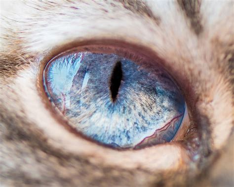 These Closeup Portraits Of Cat Eyes Are Kitty Lover Kryptonite