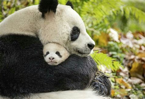Panda Panda Hug Baby Panda Bears Panda Love Cute Panda Baby Pandas