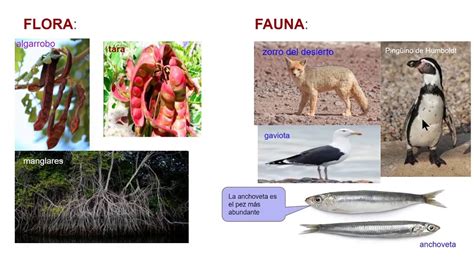 Flora Y Fauna De La Costa