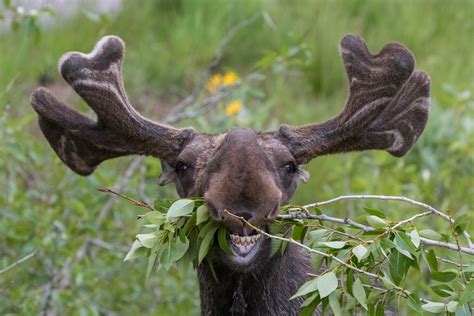 Photographer Captures Once In Lifetime Moose Shoot On Ny Beach