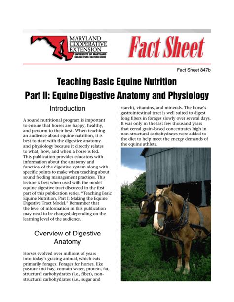 Teaching Basic Equine Nutrition Part Ii Equine Digestive Anatomy And