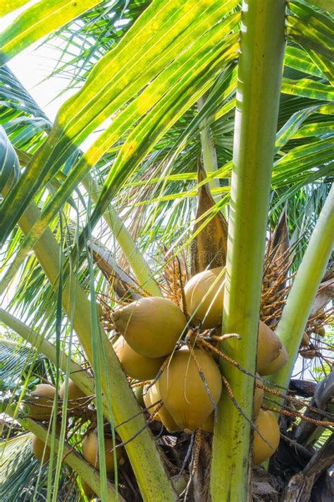 Coconut Palm Tree Isolated Stock Image Image Of Nature 69070697
