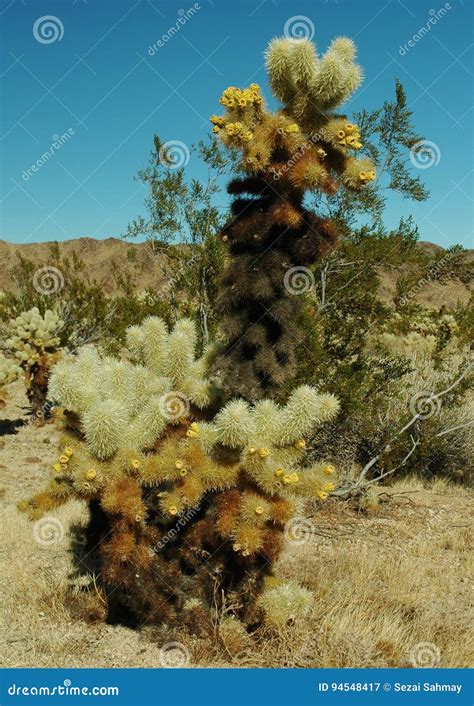 Jumping Cactus Stock Image Image Of Tree Cactus Common 94548417