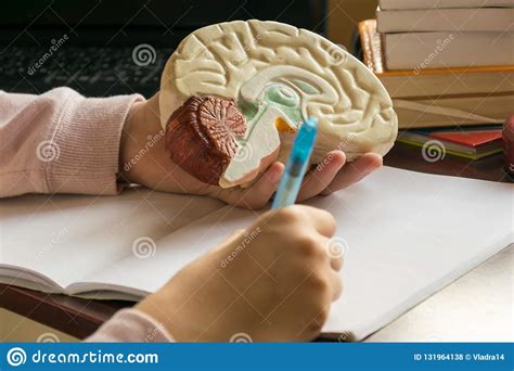 Study Of Human Brain From 3d Model Stock Photo - Image of structures 