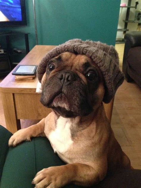 Cute Puppy Wearing Hat Boxer Dogs Funny Animals Funny Dogs