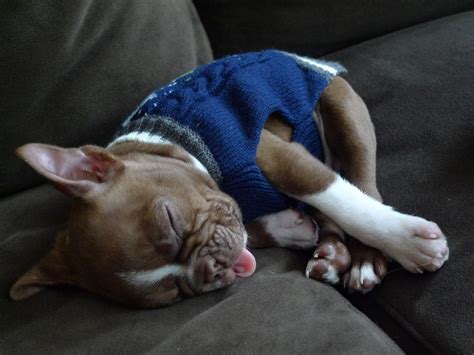 Sleeping Cute Boston Terrier Puppies Pets Lovers