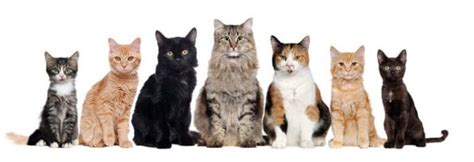 Combien De Race De Chat Existe T Il - Savez-vous combien de races de chats y a-t-il ? - My Animals