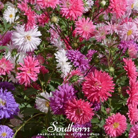 Aster Crego Giant Mix Callistephus Chinensis 50 Seeds Southern