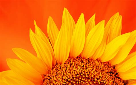 Download Wallpaper 3840x2400 Sunflower Petals Macro Flower 4k Ultra