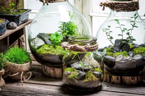 Your One Stop Terrarium Guide All You Need To Know The Practical Planter