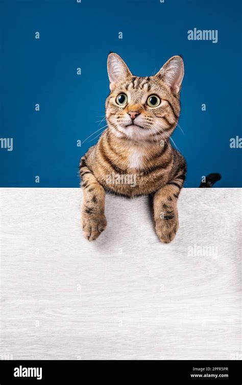 Funny Tabby Cat With Happy Smiling Expression Looking Up To The Left