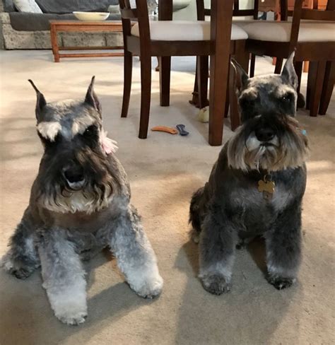 How To Groom A Miniature Schnauzer Steps With Pictures