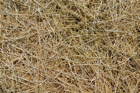 Dry Loose Straw In Close Up Stock Image Image Of Litter Fresh