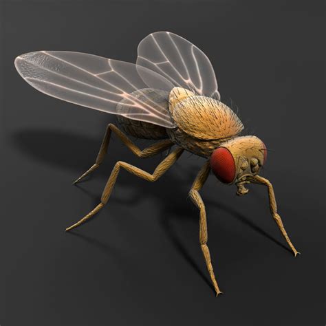 Drosophila Melanogaster Fruit Fly Obj
