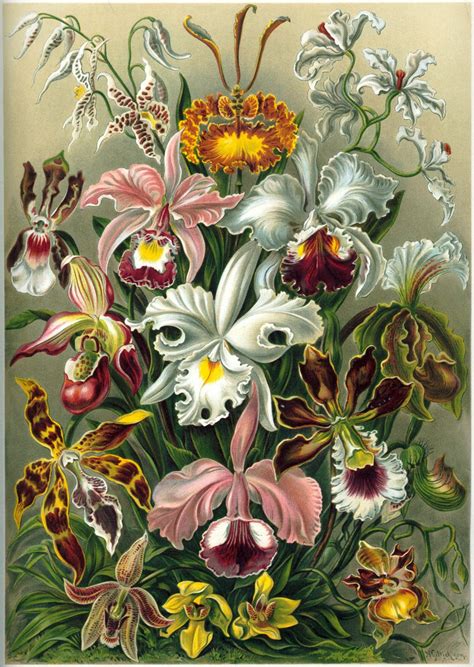We did not find results for: Orchids! Why Don't They Grow in Dirt Like the Rest of the ...