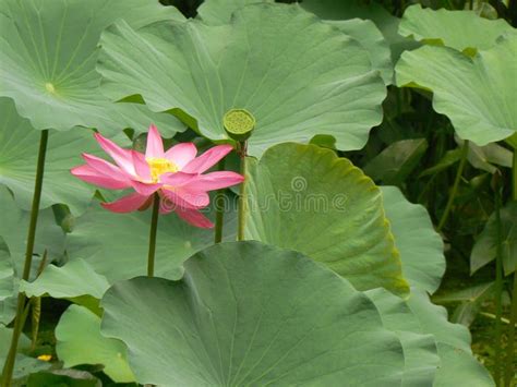 Lotus Flower Nelumbo Nucifera Stock Image Image Of Nelumbo
