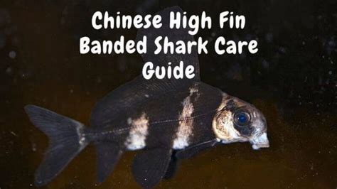 Chinese High Fin Banded Shark Care Guide Everything You Should Know