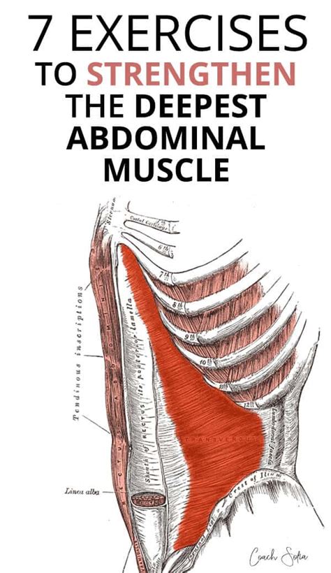 9 Best Transverse Abdominis Activation Exercises For Quick Back Pain