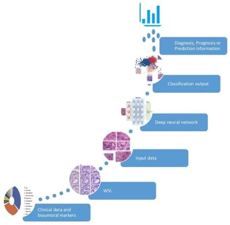 Artificial Intelligence In Pathology Encyclopedia Mdpi