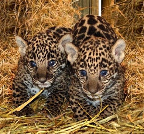 White Wolf Jaguar Cubs Born In California Video