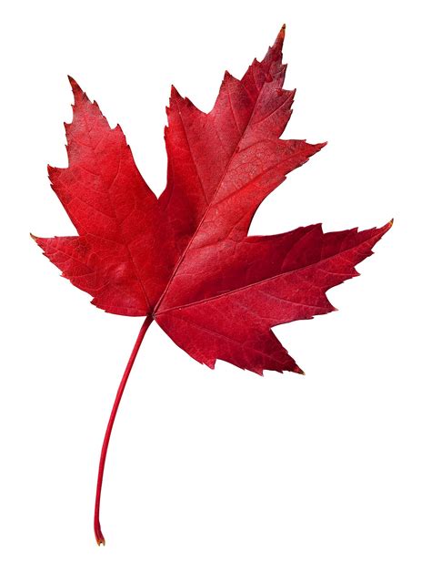 Maple Leaf Symbol Clipart Best