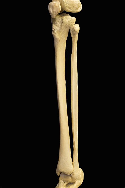 Human Leg Bones Photos Leg Bones Human Vector Vectorstock Royalty