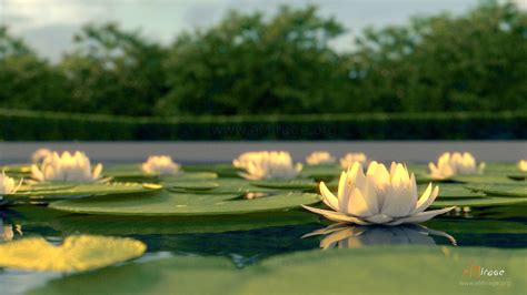 white lotus emirage