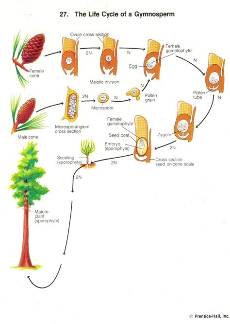 Gymnosperm Life Cycle Biology Plants Gymnosperm Plant Science