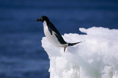Penguin Hd Wallpaper Background Image 2560x1707 Id