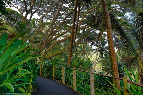 Download Wallpaper Hawaii Tropical Botanical Garden Garden Nature