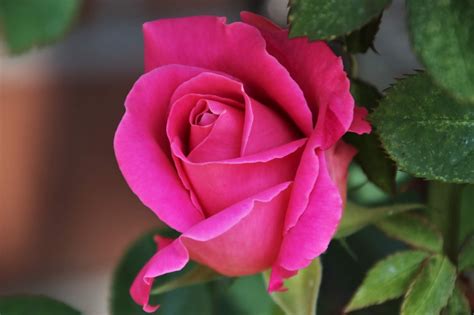 30 Gambar Bunga Mawar Pink Yang Indah Galeri Bunga Hd